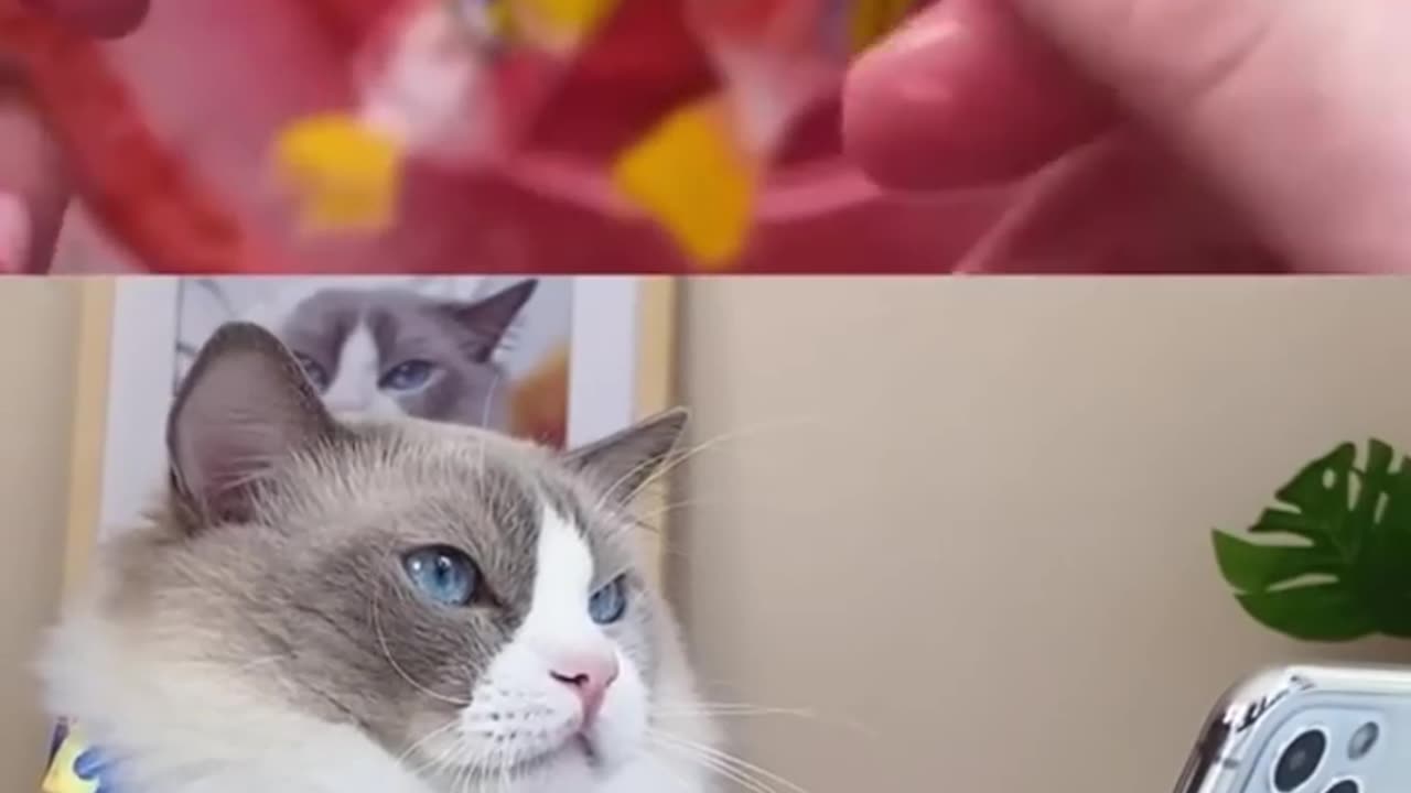 That Little Puff Compilation | the most popular collection2