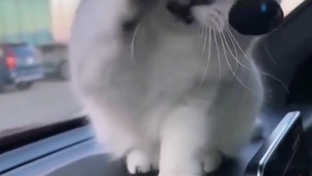 catworld #cat #cats_of_world #catlife #catvideo