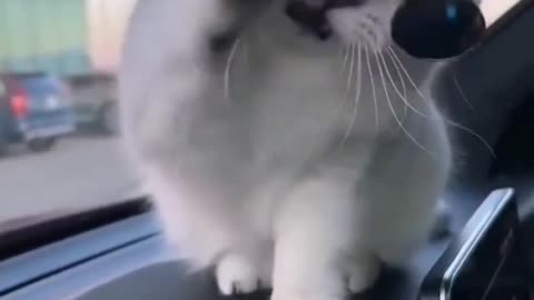 catworld #cat #cats_of_world #catlife #catvideo