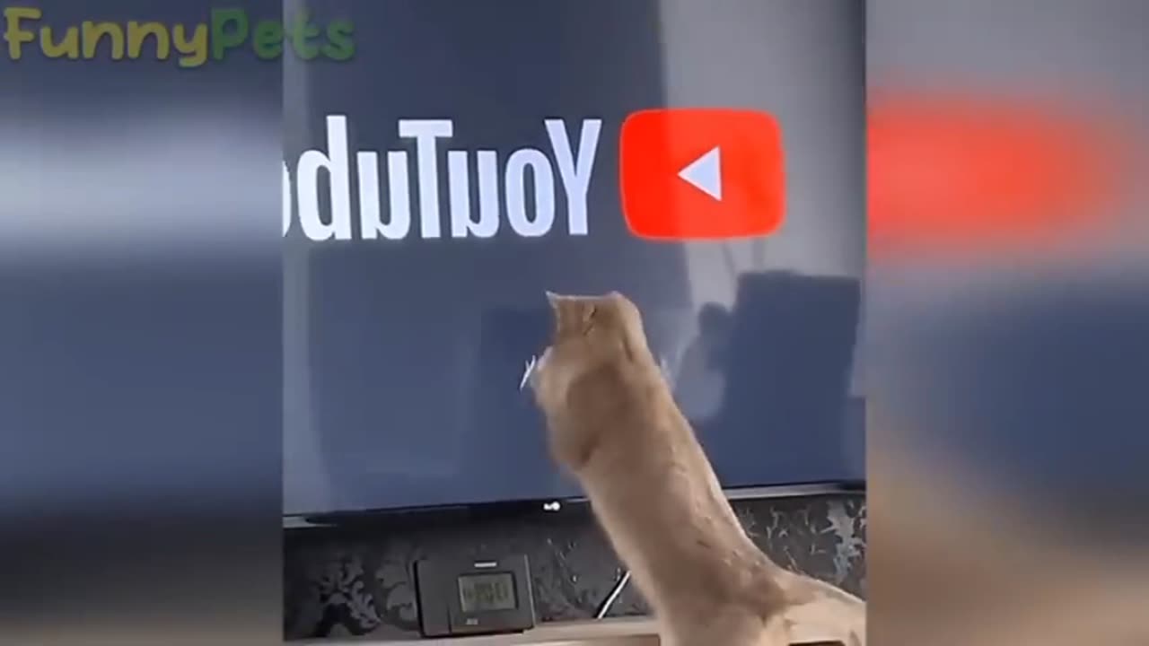 Funniest vedio you have ever seen 😂