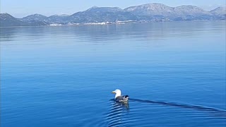 Seagull twerking