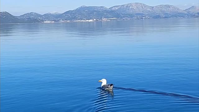 Seagull twerking