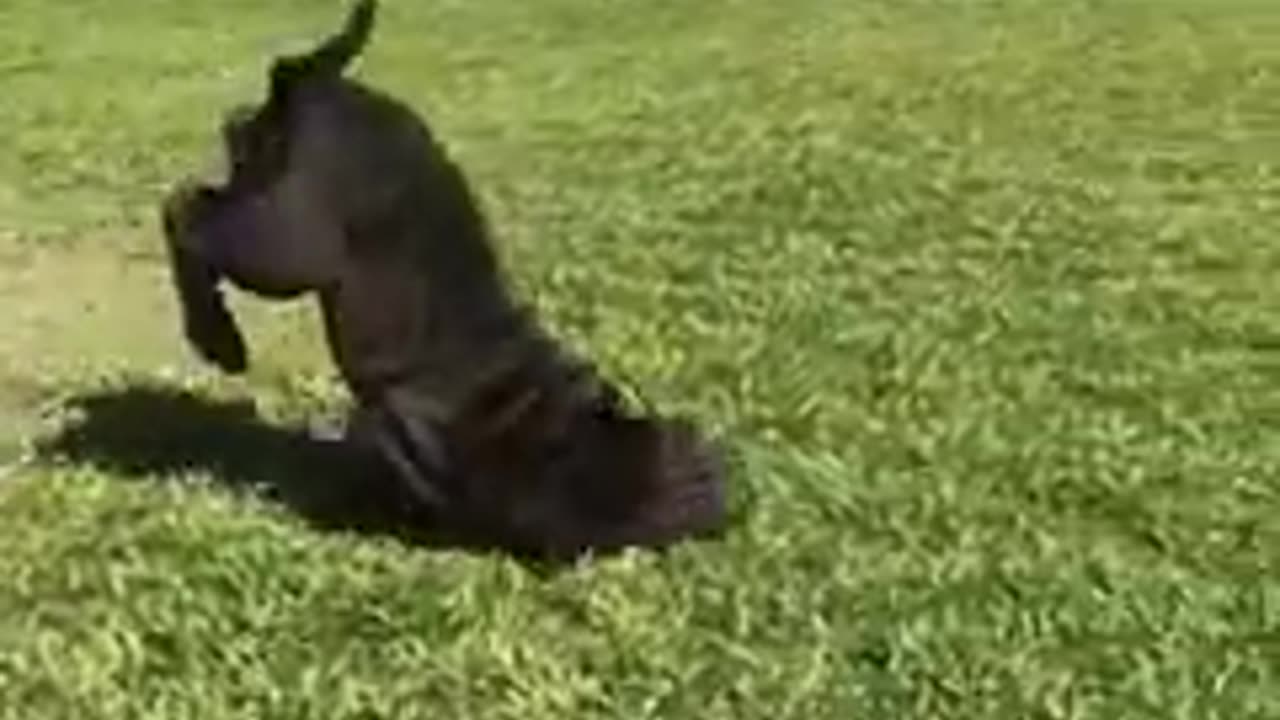 funny video 2023