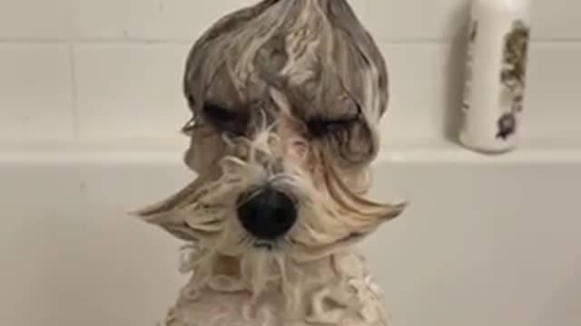 Bath time funny dog video funny cute dogs of rumble viral trends video