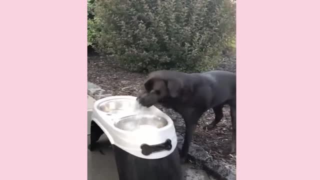 Best Funny Cat & Dog Compilations #001