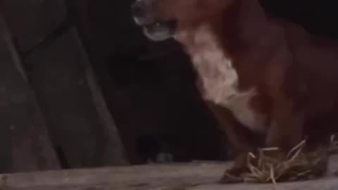 Animal love and care