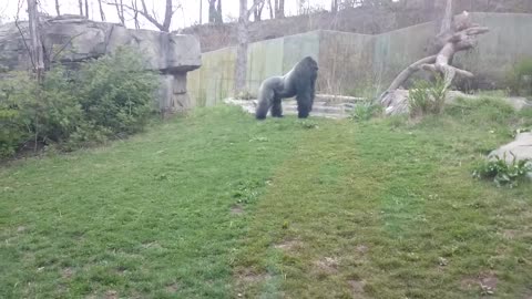 FULL VERSION When a Silverback attacks.