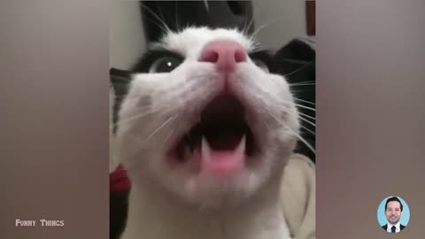 Funny animal videos