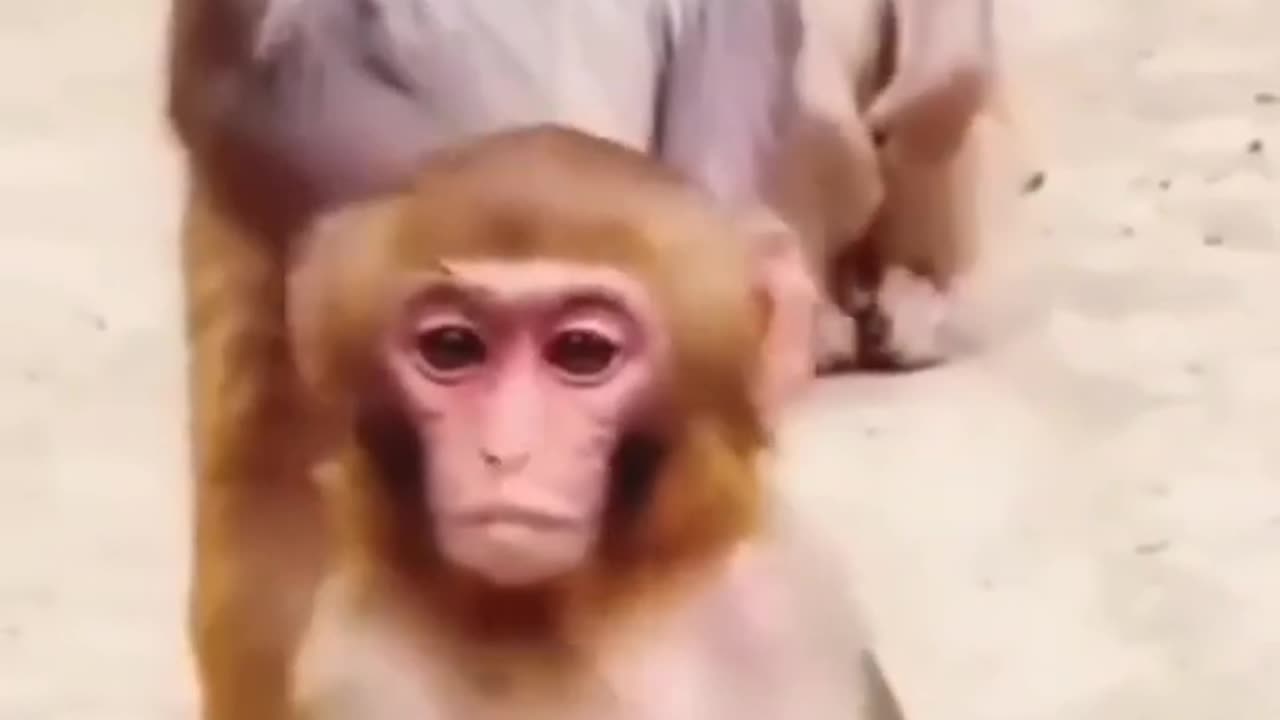Monkey & Dog Dance Patli Kamariya