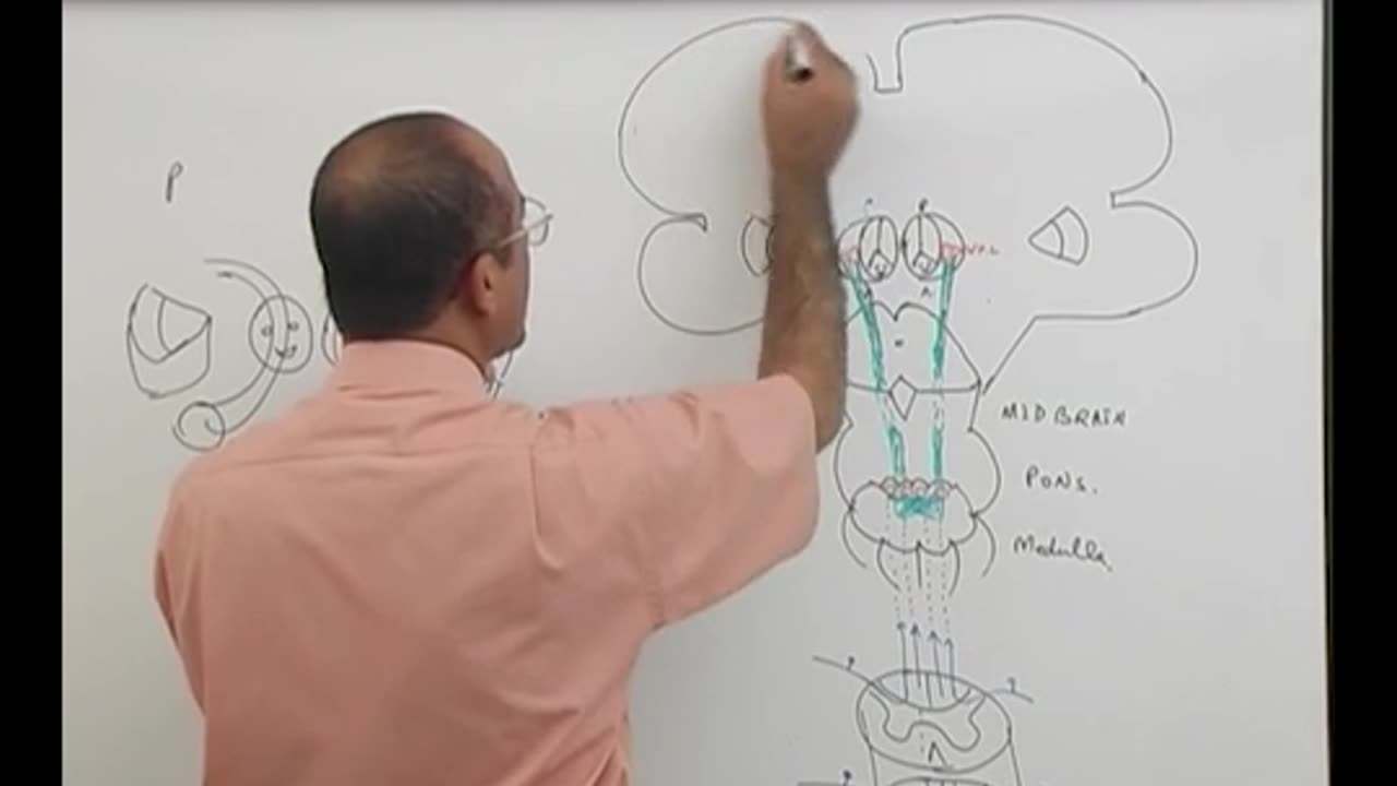 Ascending Tracts Part 2 by dr najeeb