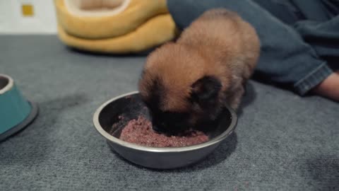 Mom is very happy when the puppy is healthy and happy