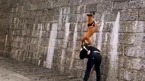 Dogs That Fly - Malinois _ Alsatian Dogs Show Their Jumping Agility _Shorts(720P_HD)