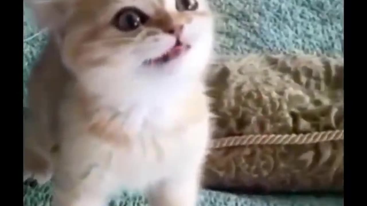 Funniest Cats 😹 - Don't try to hold back Laughter 😂