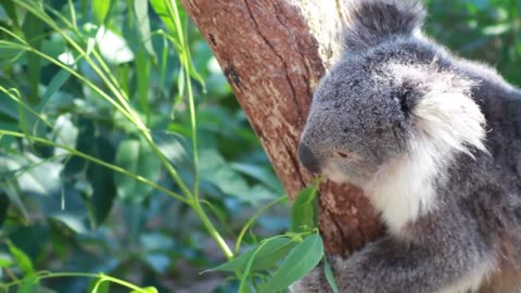 Mindfulness practice - Koala