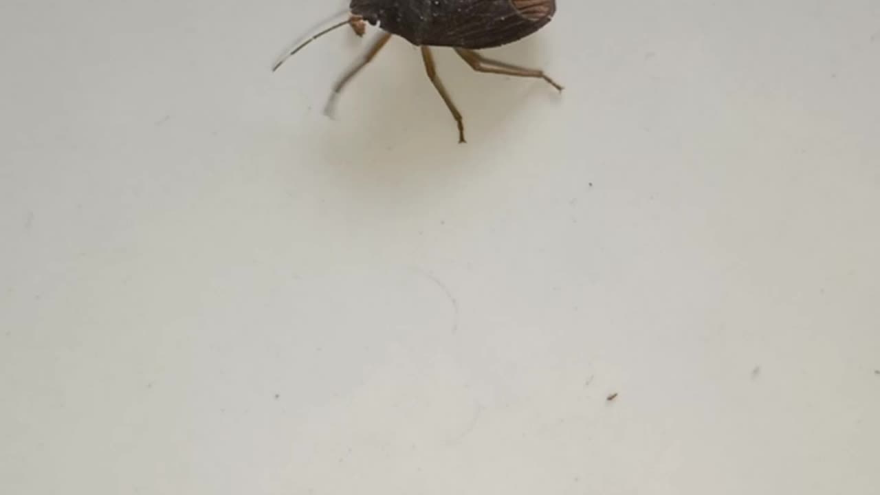 Leptocorisa acuta