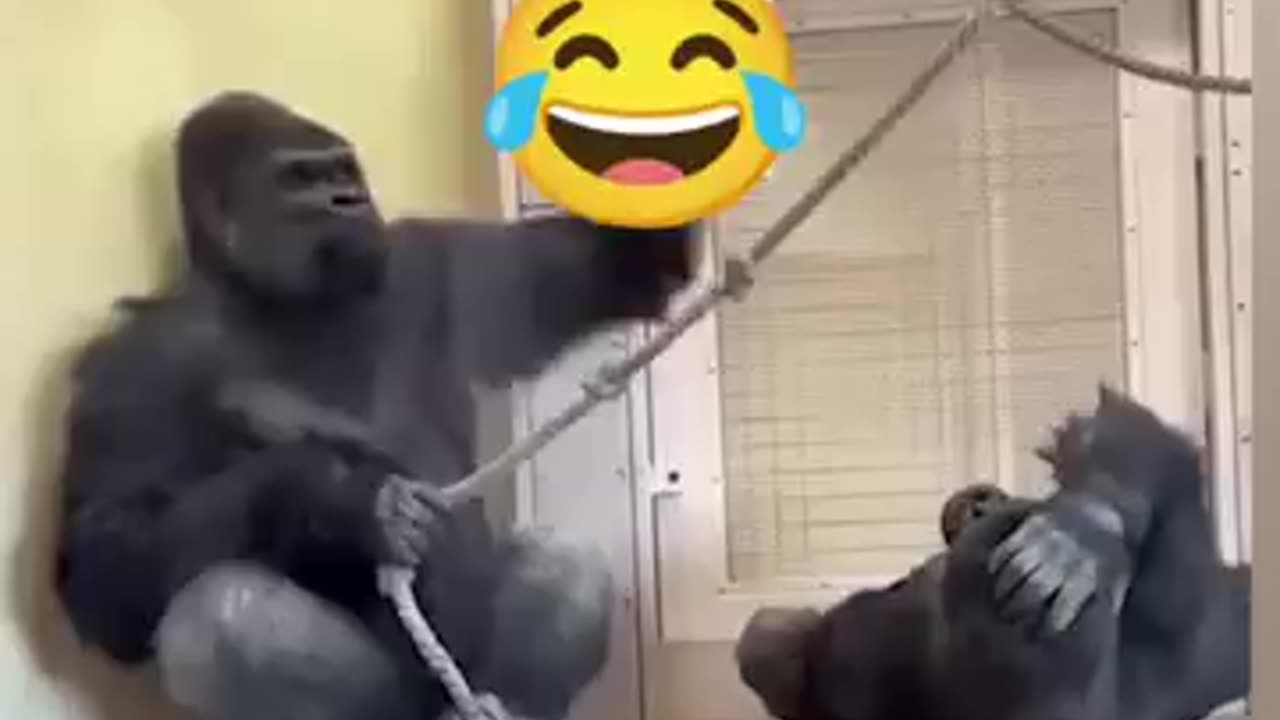 Dost se padeshan 😂😂🤣🤣🔥🦥🐵🐵 #funny #fry #trending