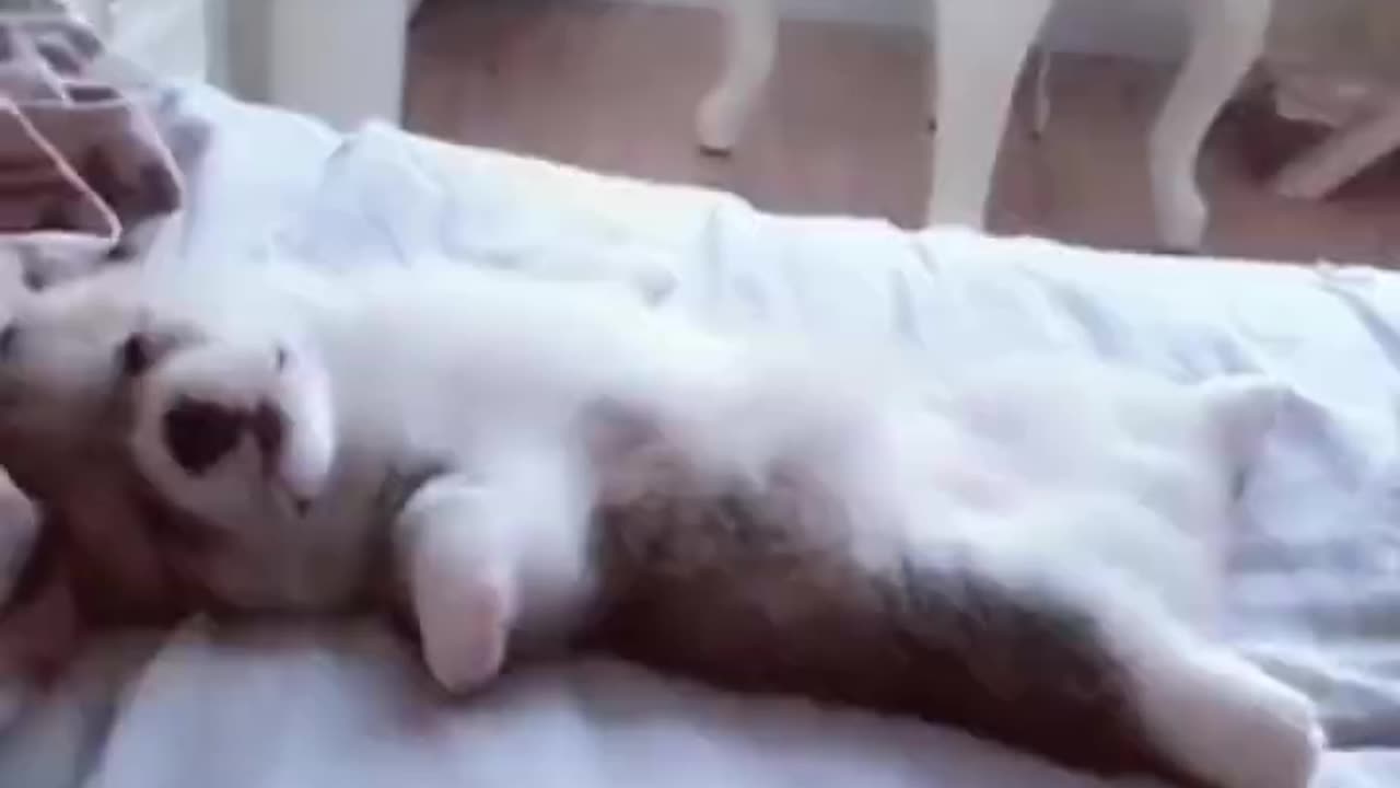 cute and funny animals