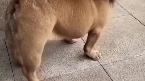 Funny dogs