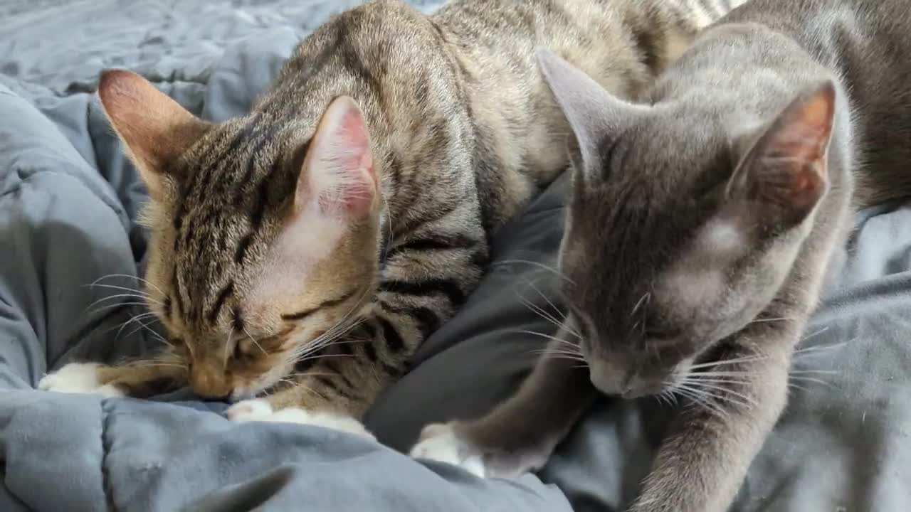 Kneady Cats