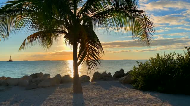 Palm frond reflects the sun's rays