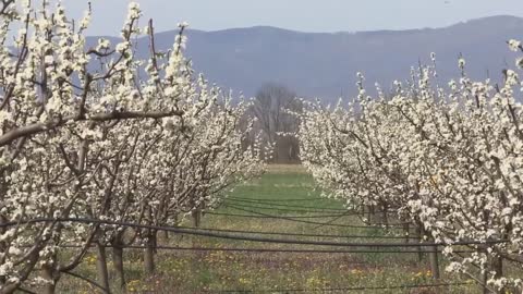 Picking Billions Of Plums In California