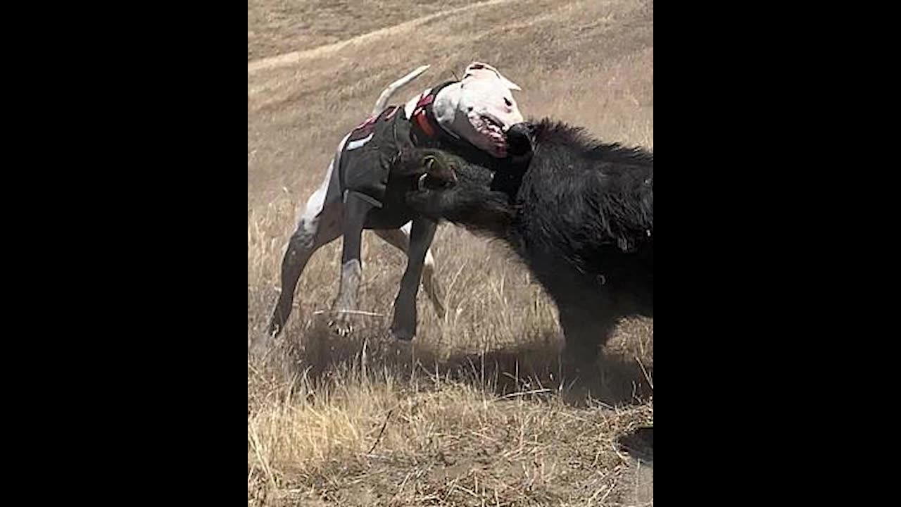 One-Out hog hunting with Dogo Argentino