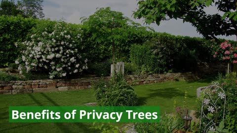 Privacy Trees For Backyard