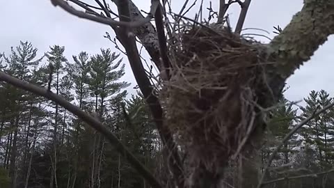 Bird Nest