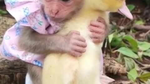 smart little monkey