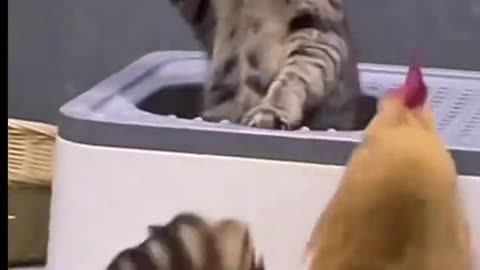 Ultimate Dogs & Cats Video 🐈🐕Dynamic Funny Animal Compilation 😂😂