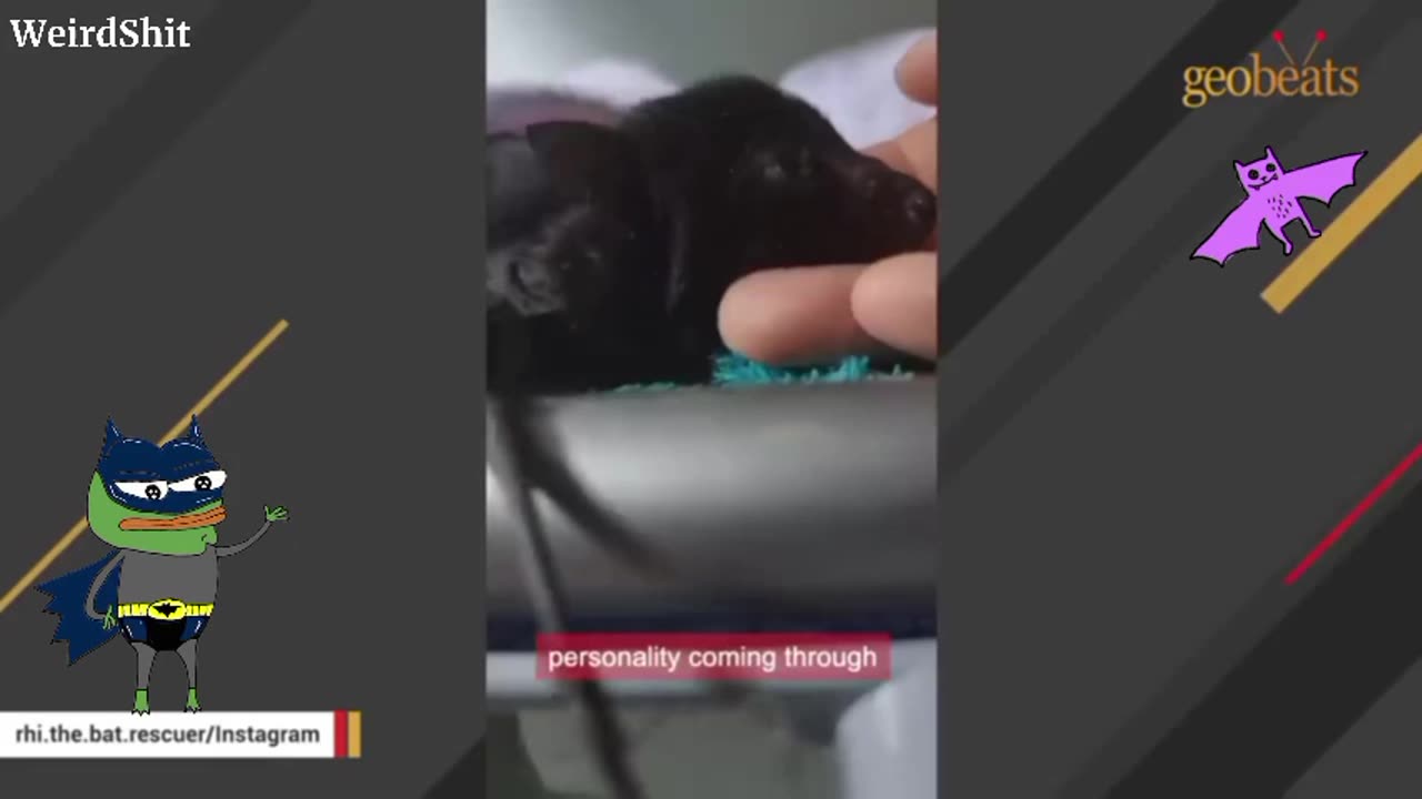 BAT ACTS LIKE A DOG DEMANDS BELLY RUBS