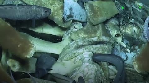 Deep ocean video