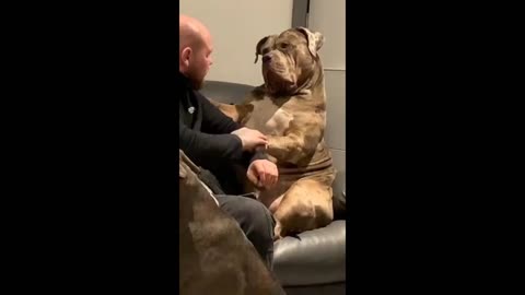 Gigantic bulldog shows how gentle dog he really is #shorts