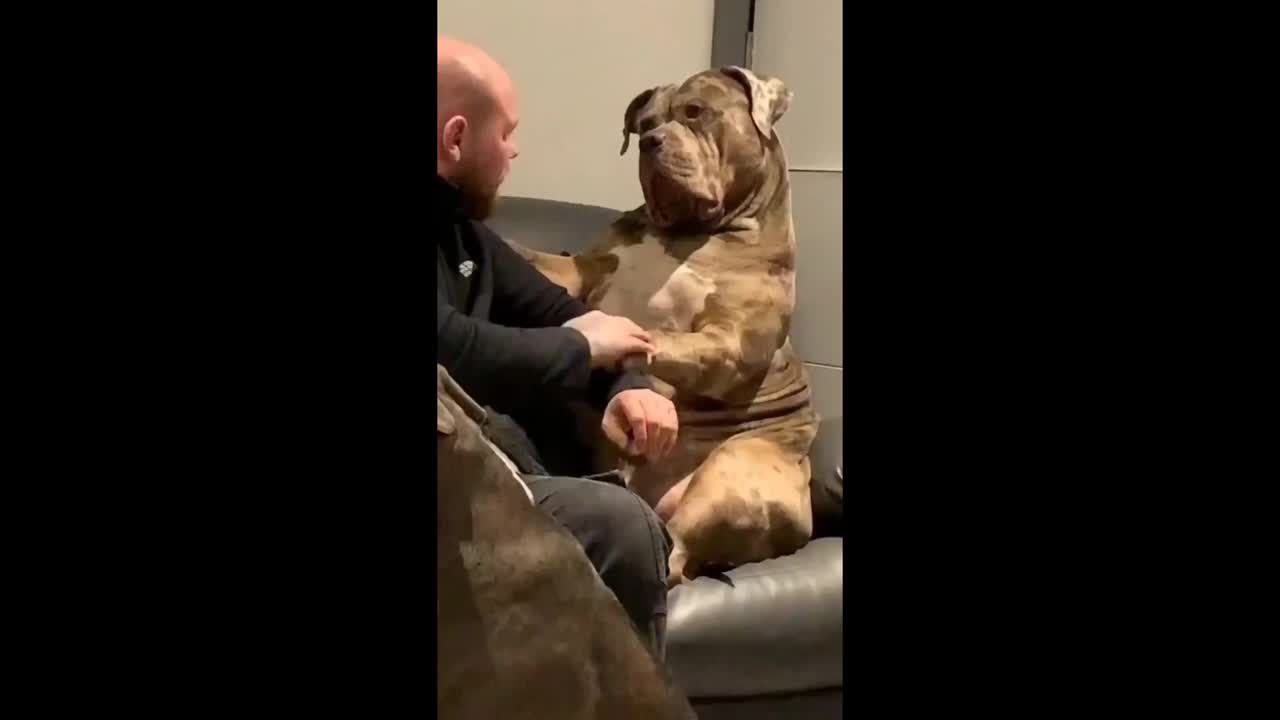 Gigantic bulldog shows how gentle dog he really is #shorts