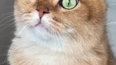 Cat beautiful reaction 😻😄