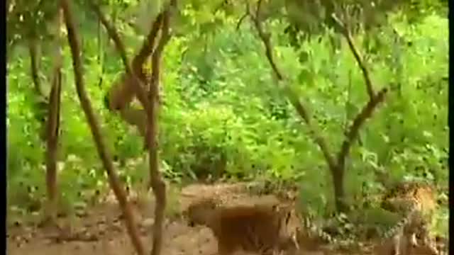 🐯Tiger vs 🐒Monkey funny videos