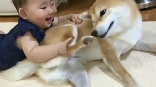 Shiba Inu is fun and interesting