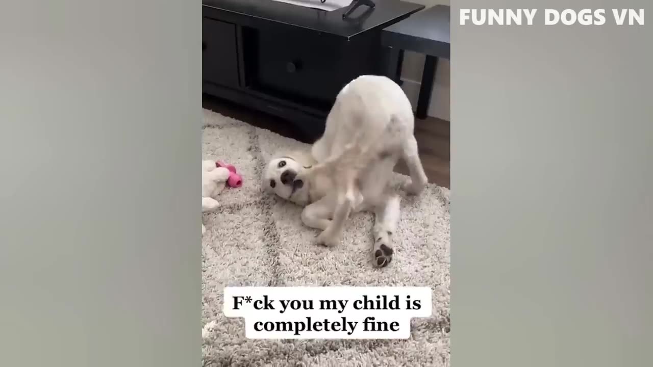 Funny animals