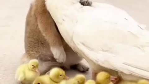 Good Friends Are Hard to Find #shorts #viral #shortsvideo #video