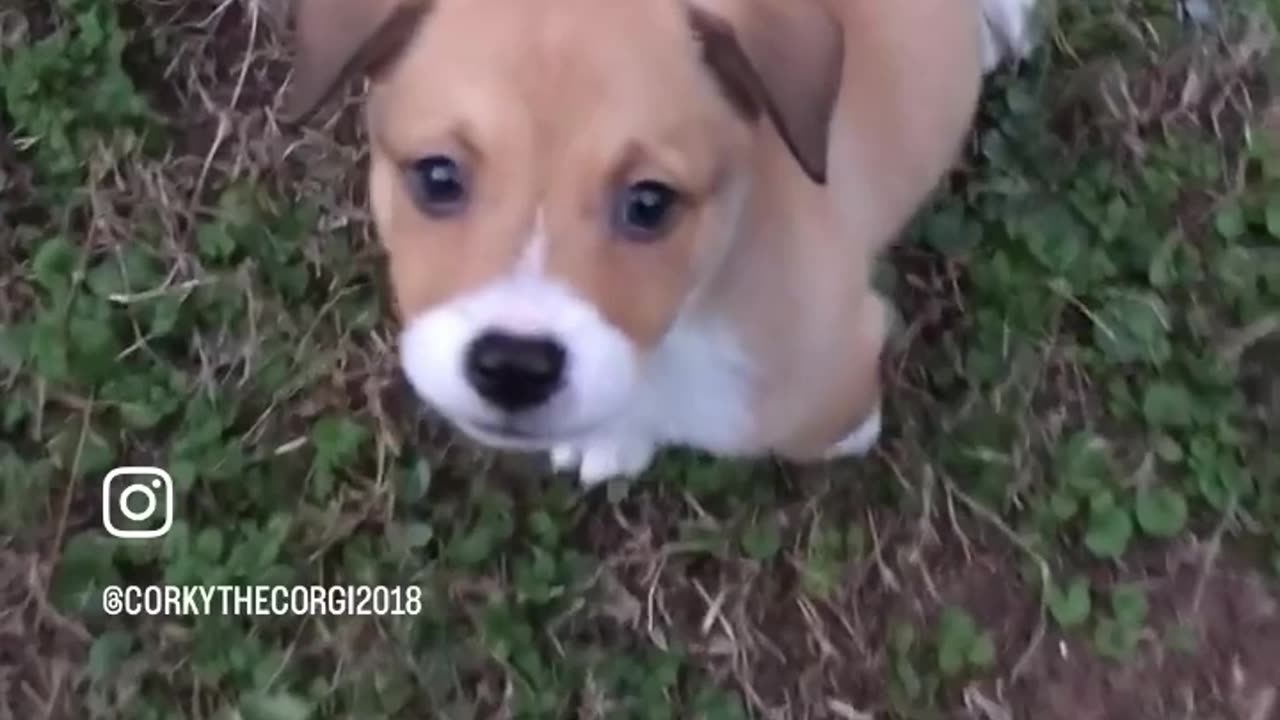 Baby Corky the Corgi! Sweet Memories