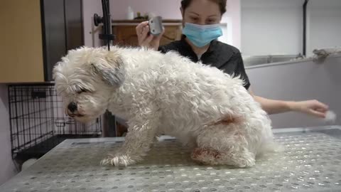 How I shave a dog COVERED in GROWTHS