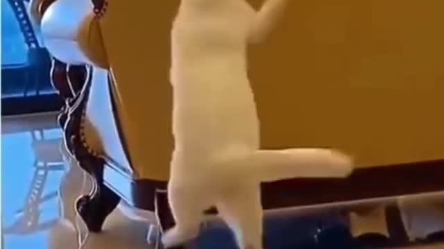 funny cat videos