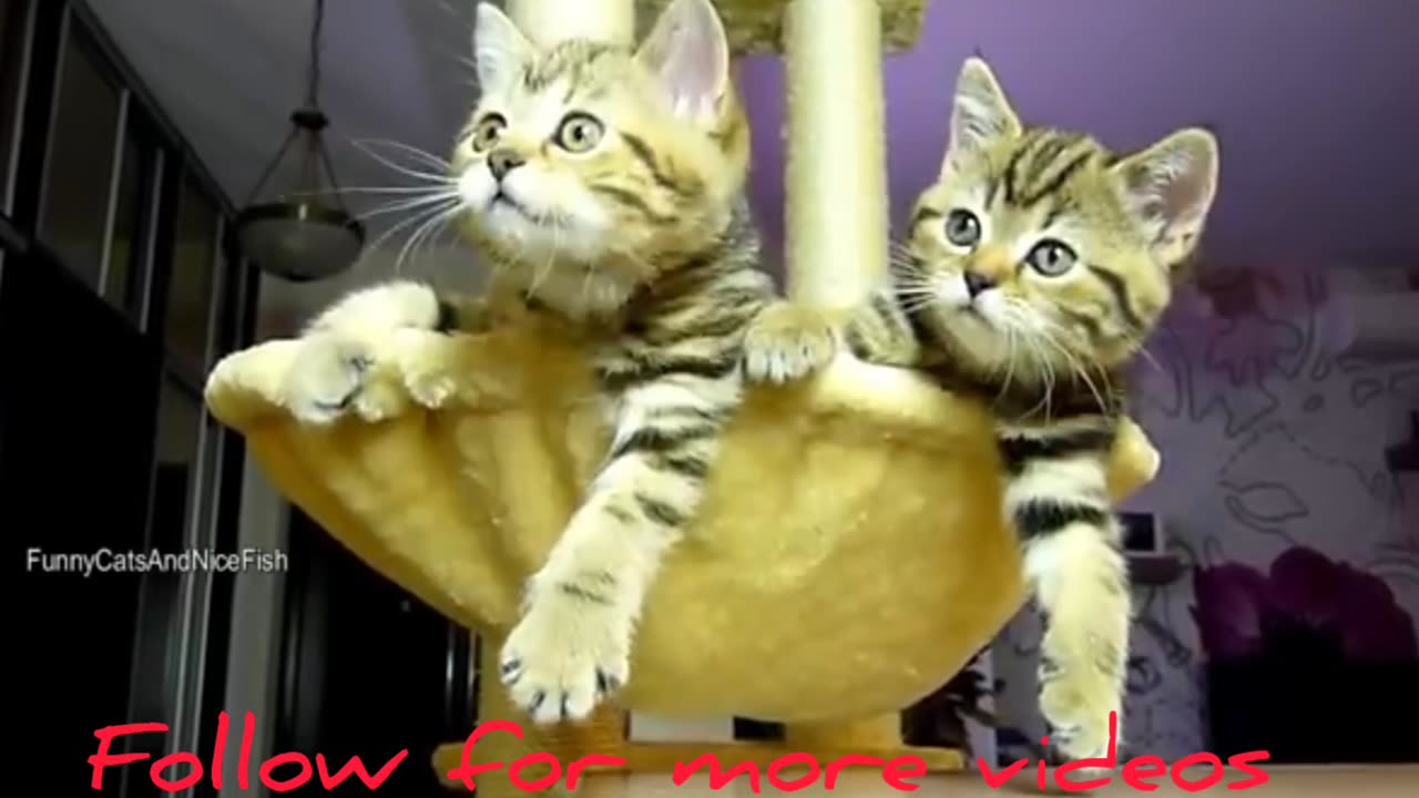 The best Funny Playing Cats and Dancing Kittens Compilation | Try not to laugh !