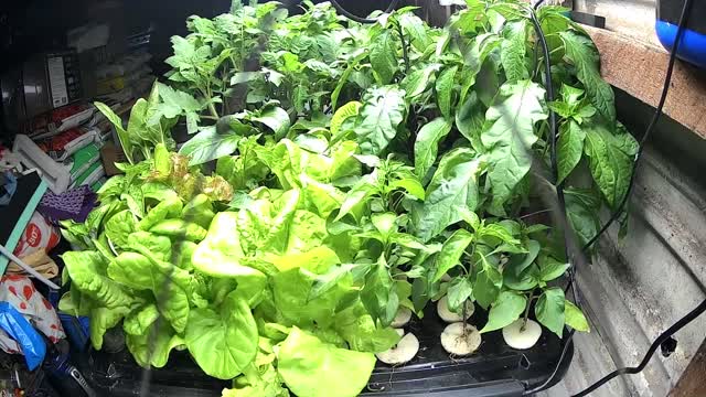 Aeroponic Seedling Timelapse 30-10-2022