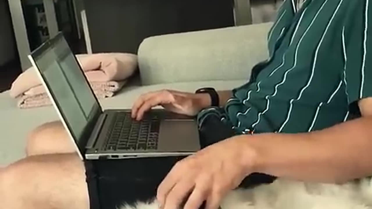 Funny animal's vedio