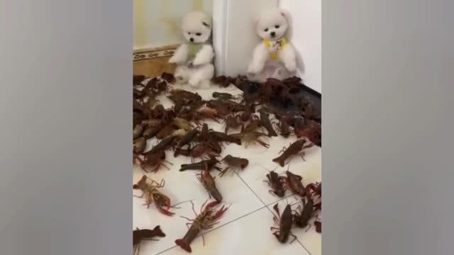 Cute White Dogs Gets Scared By Lobsters