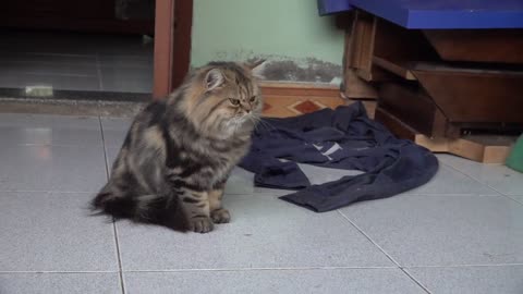 Viral Cat: Cats Fight for the First Time After Seeing Each Other