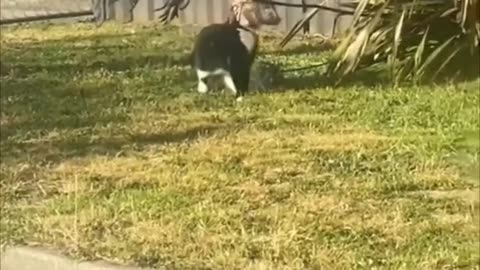 Funny Cats videos - Funny Cats / Dogs - Funny Animals videos