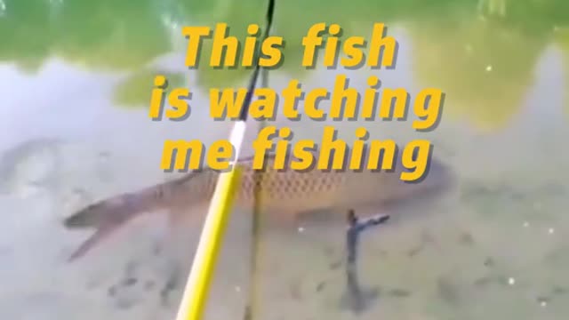 This fish is watching me fishing