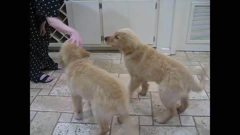 Toby & Tucker May 23 Good Dog Rescue